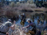 Tony Tommasini, from left, Doug Kreuzer and Kari Dupler of the Lower Columbia Estuary Partnership conduct an amphibian study as part of the fish habitat restoration efforts at the East Fork Lewis River on Monday.