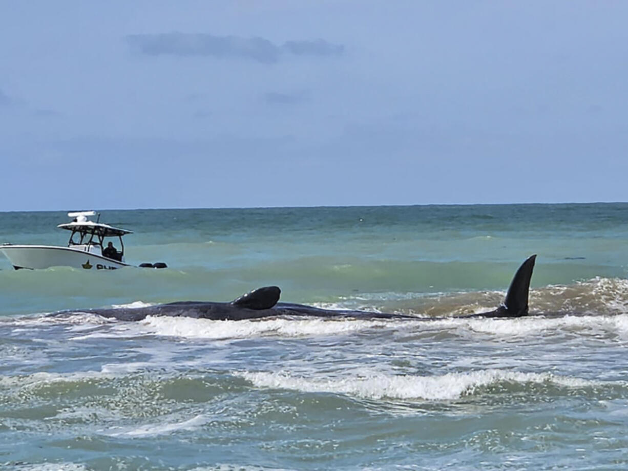 This photo provided by City of Venice Florida shows a whale on Sunday, March 10, 2024, off Venice, Fla. Authorities were working to assist a beached sperm whale that is stranded on a sandbar off Florida&rsquo;s Gulf Coast on Sunday morning.