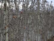 A fruit orchard owned by Sandher Fruit Packers sits in Kelowna, British Columbia, on Feb. 8, 2024. The fruit growing company is developing an orchard near a key wildlife corridor that ribbons around the Okanagan Mountain Provincial Park and Kalamalka Lake Provincial Park.