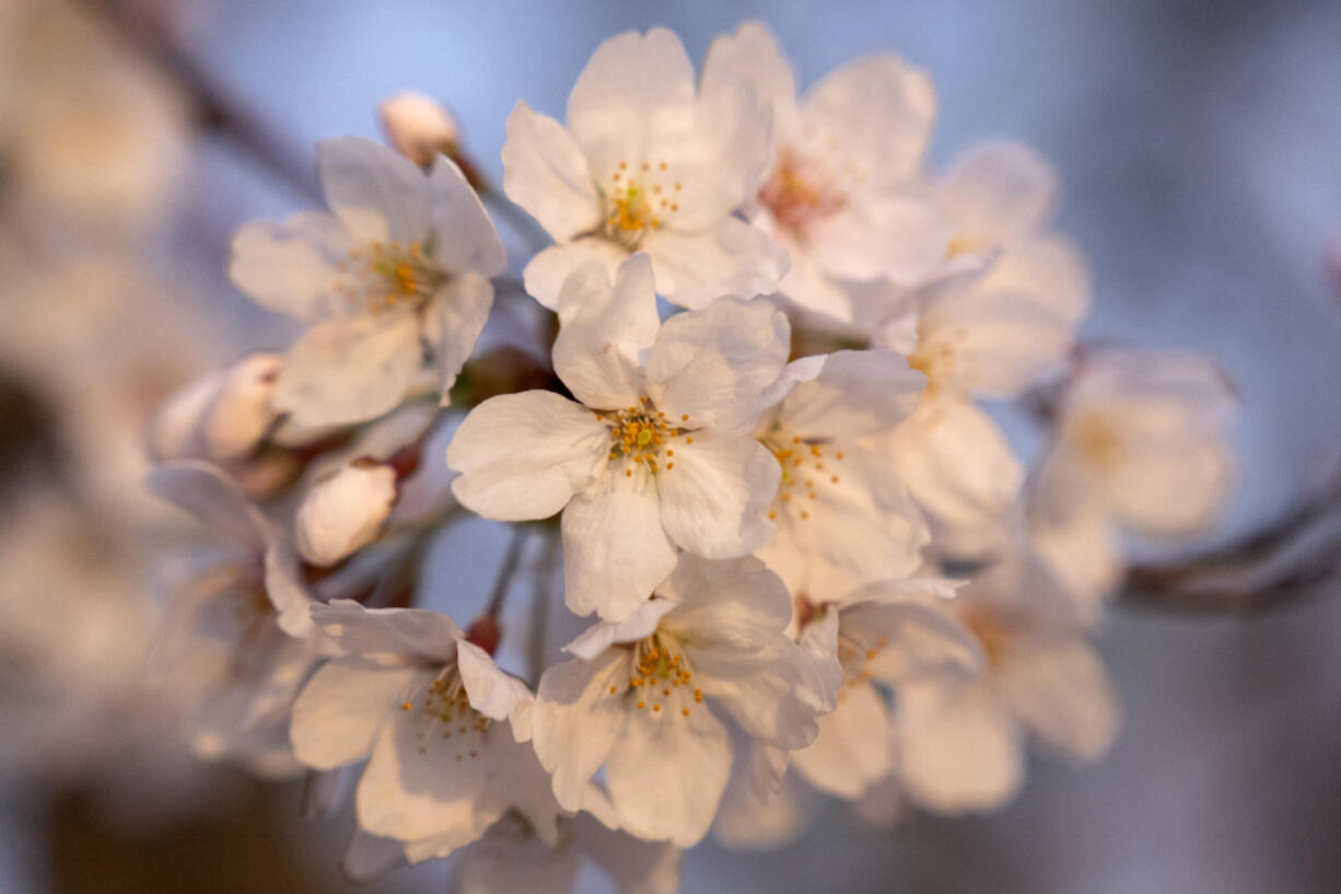 After an unusually warm weekend, the 29 cherry blossom trees in the Quad were expected to reach peak bloom — classified as when at least 70% of buds have emerged — on Tuesday, according to UW arborist Sara Shores. Peak bloom typically begins during the third full week of March and goes into the fourth week of March.