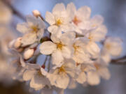 After an unusually warm weekend, the 29 cherry blossom trees in the Quad were expected to reach peak bloom — classified as when at least 70% of buds have emerged — on Tuesday, according to UW arborist Sara Shores. Peak bloom typically begins during the third full week of March and goes into the fourth week of March.