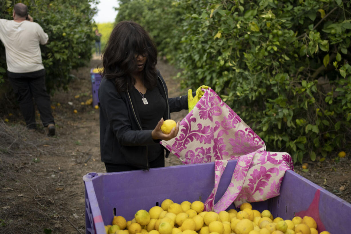 Christian volunteer Connie Grace from Canada picks lemons on a farm in southern Israel, as part of a post-Oct. 7 solidarity tour, Monday, March 4, 2024. Her trip is part of a wave of religious &ldquo;voluntourism&rdquo; to Israel, organized trips that include some kind of volunteering aspect connected to the ongoing war in Gaza. Israel&rsquo;s Tourism Ministry estimates around a third to half of the approximately 3,000 visitors expected to arrive each day in March are part of faith-based volunteer trips. Prior to Oct. 7, around 15,000 visitors were arriving in Israel per day, according to Tourism Ministry statistics.