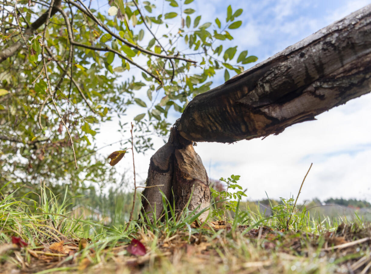 As recently as fall 2023, The Columbian was reporting on local efforts to mitigate beaver damage &mdash; like this chewed-down tree in La Center.