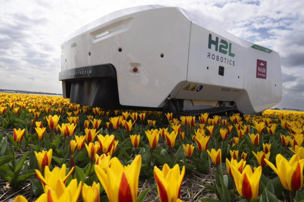 Theo the robot works weekdays, weekends and nights and never complains about a sore spine despite performing hour upon hour of what for a regular farmworker would be backbreaking work checking Dutch tulip fields for sick flowers in Noordwijkerhout, Netherlands, Tuesday, March 19, 2024. The boxy robot, named after a former employee at the WAM Pennings flower farm near the Dutch North Sea coast, is a new high-tech weapon in the battle to root out disease from the bulb fields as they erupt into a riot of springtime color.