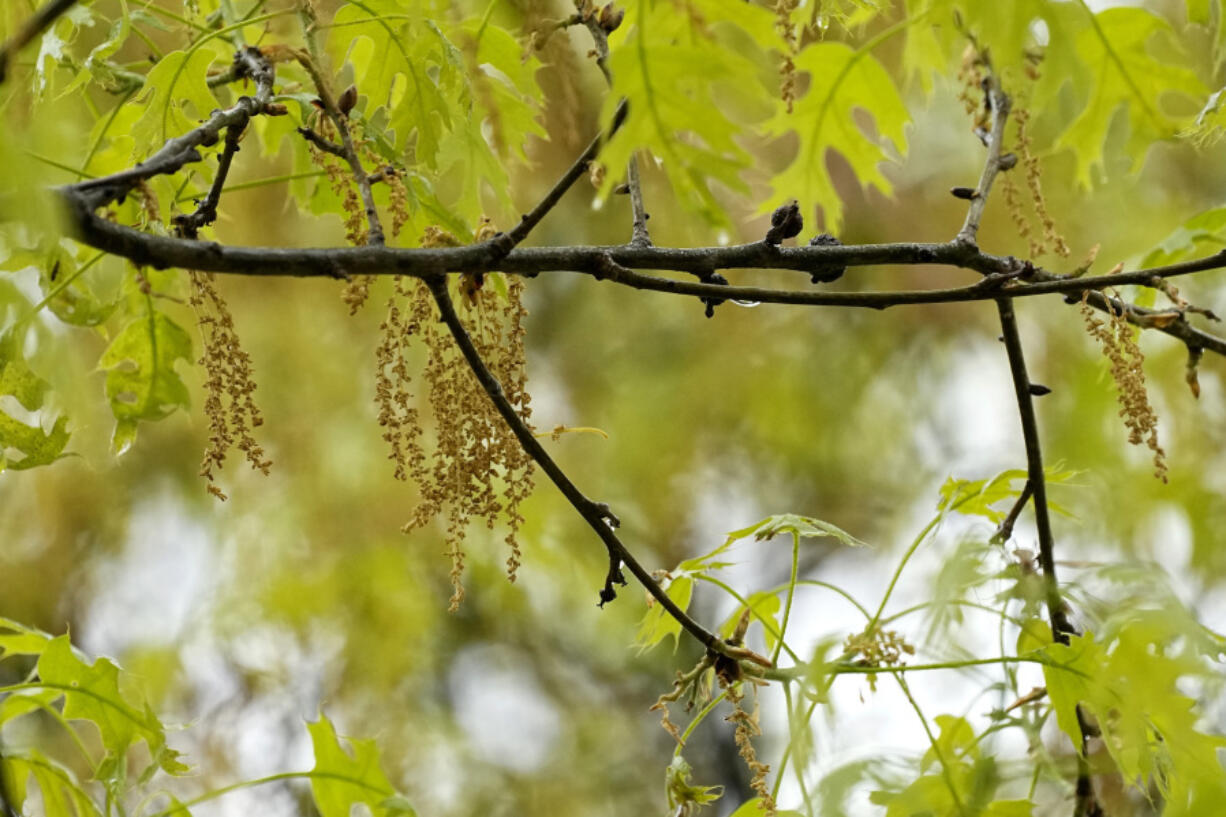 An oak tree with new leaf growth also shows pollen and a drop of water hanging among the branches at a park in Richardson, Texas, Thursday, March 21, 2024. The 2024 allergy season in the U.S. is starting sooner than experts expected. There are three main types of pollen that cause seasonal allergies. Earlier in the spring, tree pollen is the main culprit. After that grasses pollinate, followed by weeds in the late summer and early fall.