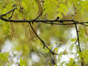 An oak tree with new leaf growth also shows pollen and a drop of water hanging among the branches at a park in Richardson, Texas, Thursday, March 21, 2024. The 2024 allergy season in the U.S. is starting sooner than experts expected. There are three main types of pollen that cause seasonal allergies. Earlier in the spring, tree pollen is the main culprit. After that grasses pollinate, followed by weeds in the late summer and early fall.