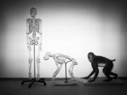 FILE - Skeletons of a human and a monkey await installation at the Steinhardt Museum of Natural History in Tel Aviv, Israel on Monday, Feb 19, 2018. Around 20 or 25 million years ago, when apes diverged from monkeys, our branch of the tree of life shed its tail. In a paper published in the journal Nature on Wednesday, Feb. 28, 2024, researchers identify at least one of the key genetic tweaks that led to this change.