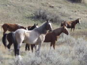 FILE - Wild horses stand in a group along a hiking trail in Theodore Roosevelt National Park, Oct. 21, 2023, near Medora, N.D. Legislation recently passed by Congress aims to keep wild horses in North Dakota&rsquo;s Theodore Roosevelt National Park, offering welcome support for advocates of the beloved creatures who fear their removal from the rugged landscape would otherwise be imminent.