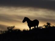 FILE - A wild horse stands on a hillside on the Fort McDermitt Paiute-Shoshone Indian Reservation, April 24, 2023, near McDermitt, Nev. Wild horse advocates in Nevada scored a rare legal victory when a federal judge in Reno, Nev., ruled Thursday, March 28, 2024, that U.S. land managers failed to adopt a legal herd management plan or conduct the necessary environmental review before 31 mustangs died during the roundup of more than 2,000 animals in Nevada the previous summer.