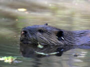 Relocated by the Mid-Columbia Fisheries Enhancement Group, a beaver swims the headwaters of the Yakima River. Today&rsquo;s &ldquo;beaver believers&rdquo; are working to move dam-building beavers to places where their labor helps restore wetlands and salmon.