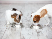 Washing your pet&rsquo;s food and water dishes on a regular basis could help prevent salmonella.