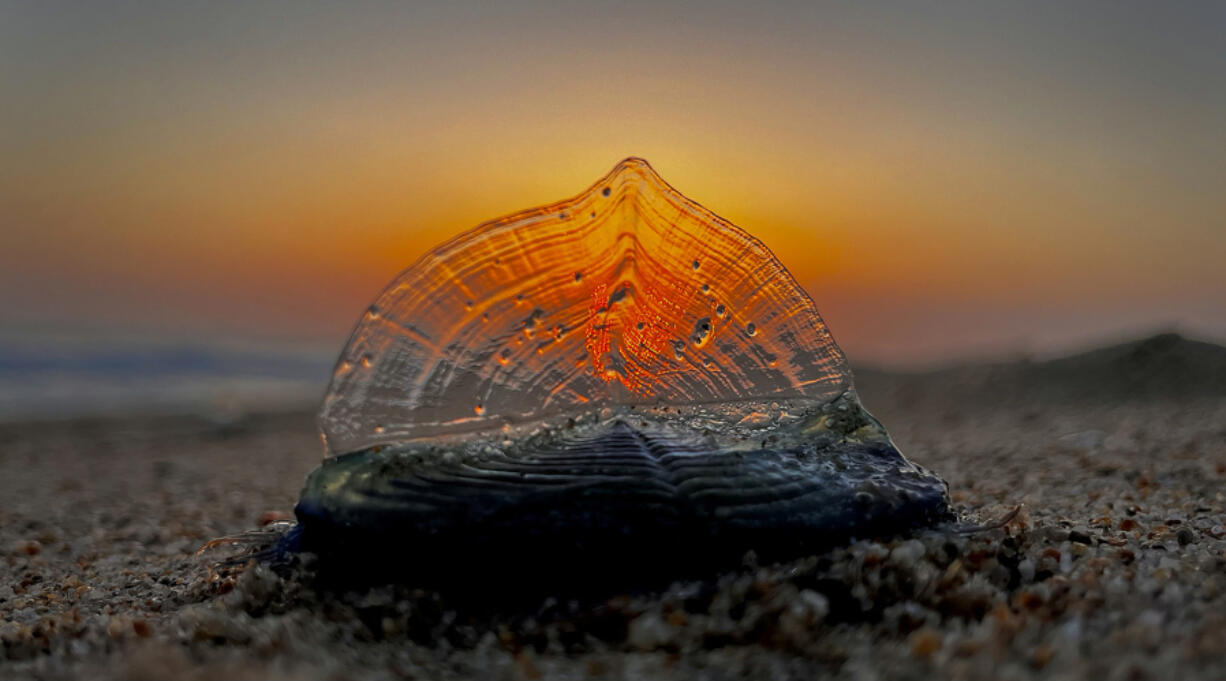 The sunset is seen in April 2023 through a by-the-wind sailor in Huntington Beach, Calif. The creatures began arriving at Bay Area beaches recently and are expected in Southern California within months. (Allen J.