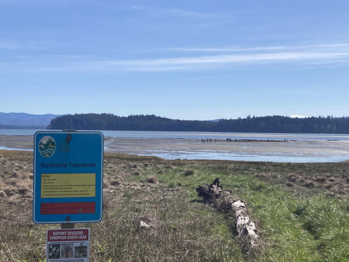 Oyster gatherers work the flats out in the Nahcotta Tidelands in Willapa Bay. The tidelands are managed by the WDFW, and the public may harvest oysters for their own use year-round.