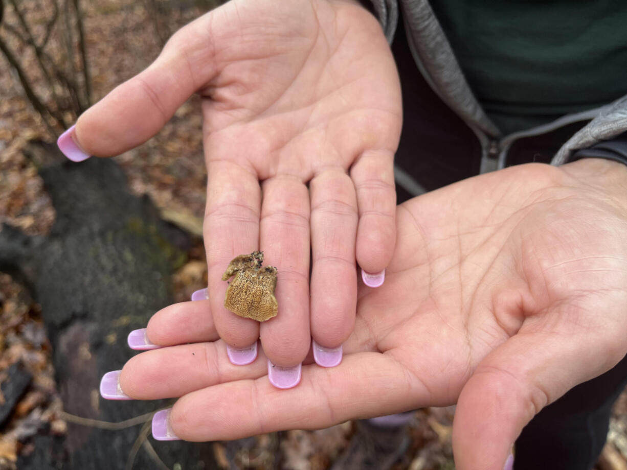 Barbora Batokova, president of the Western Pennsylvania Mushroom Club, forages in Pittsburgh&rsquo;s Frick Park on Saturday, March 2.