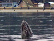 A male gray surfaces in 2014 in Possession Bay near Everett.