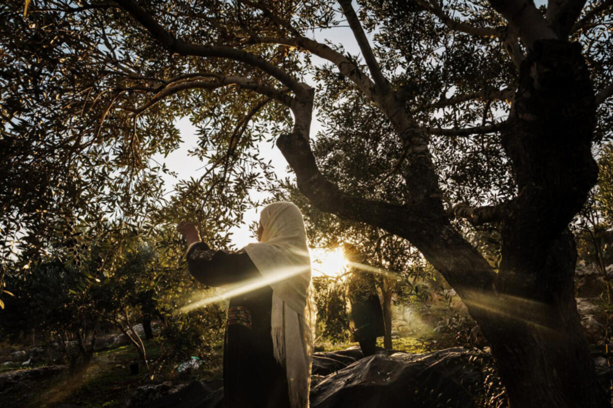 Amal Abu Awad, 59, harvests olives by hand Dec. 1 on their family groves next to their home in Turmus Ayya, Occupied West Bank. Since the start of the Israel-Hamas war in October, olive farmers throughout the region worry that their way of life may be on the verge of extinction with settlers using the war as a pretext for a land grab.