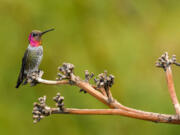 Male Anna&Ccedil;&fnof;&Ugrave;s hummingbirds are easily identifiable thanks to their &Ccedil;&fnof;&uacute;iridescent emerald feathers and sparkling rose-pink throats,&Ccedil;&fnof;&ugrave; according to the Cornell Lab of Ornithology&Ccedil;&fnof;&Ugrave;s All About Birds site.