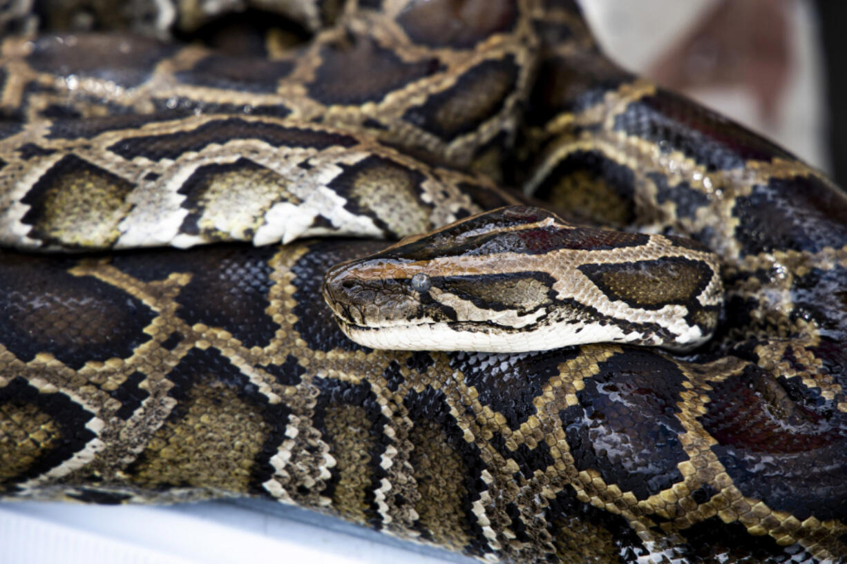 A python hunter who removes invasive Burmese pythons shows a recent catch at a service plaza near Miami on April 23, 2021.