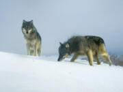 Two wolves from the Middle Fork Pack are caught on a trail camera on USFS lands in Wallowa County.