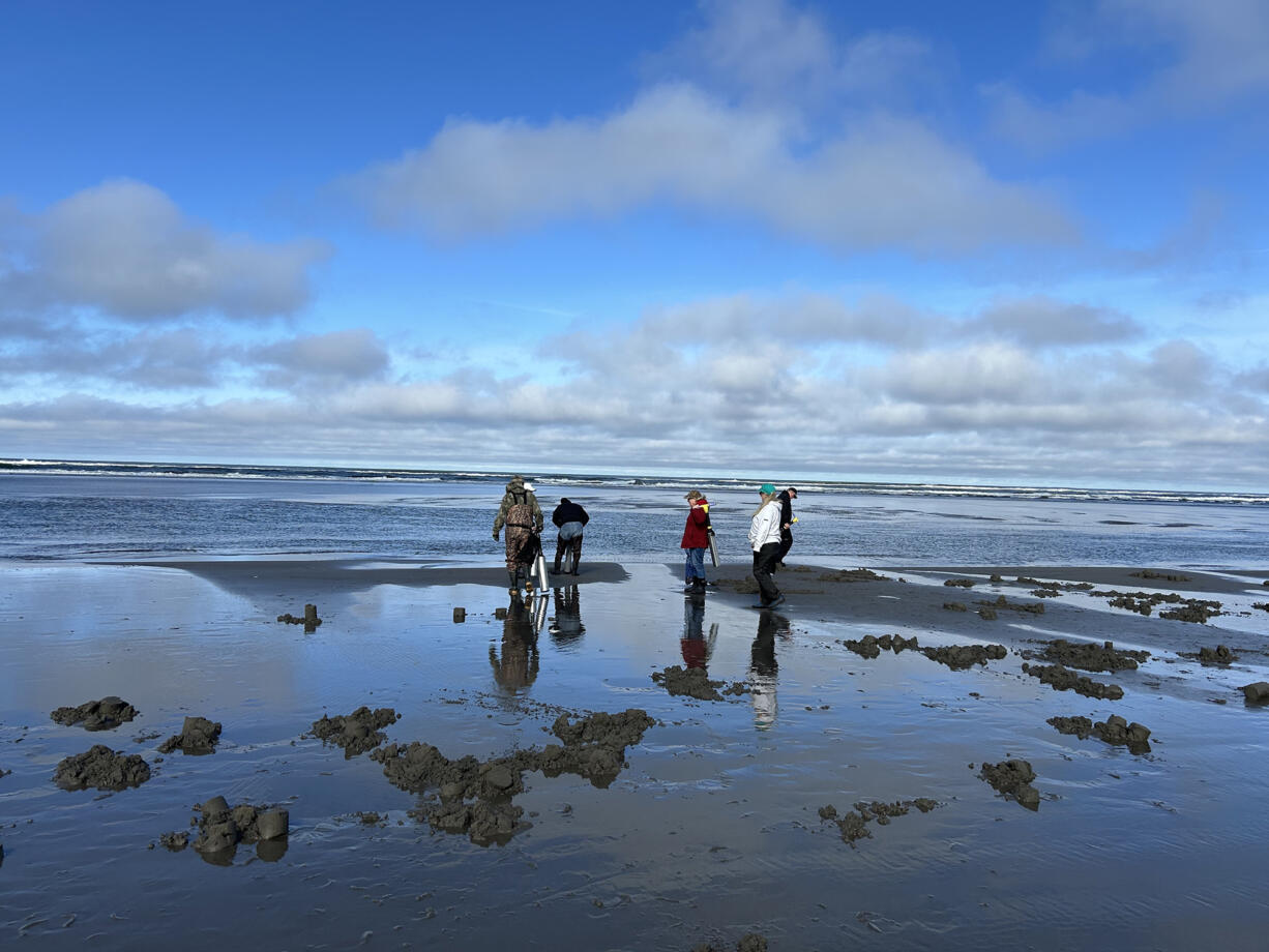 Clam digging just south of the Oysterville approach at the northern end of Long Beach Peninsula in Pacific County.