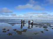 Clam digging just south of the Oysterville approach at the northern end of Long Beach Peninsula in Pacific County.