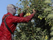 A farmworker picks pears at Rowe Farms outside of Yakima on a day when temperatures reached over 100 degrees, Aug. 16, 2023.