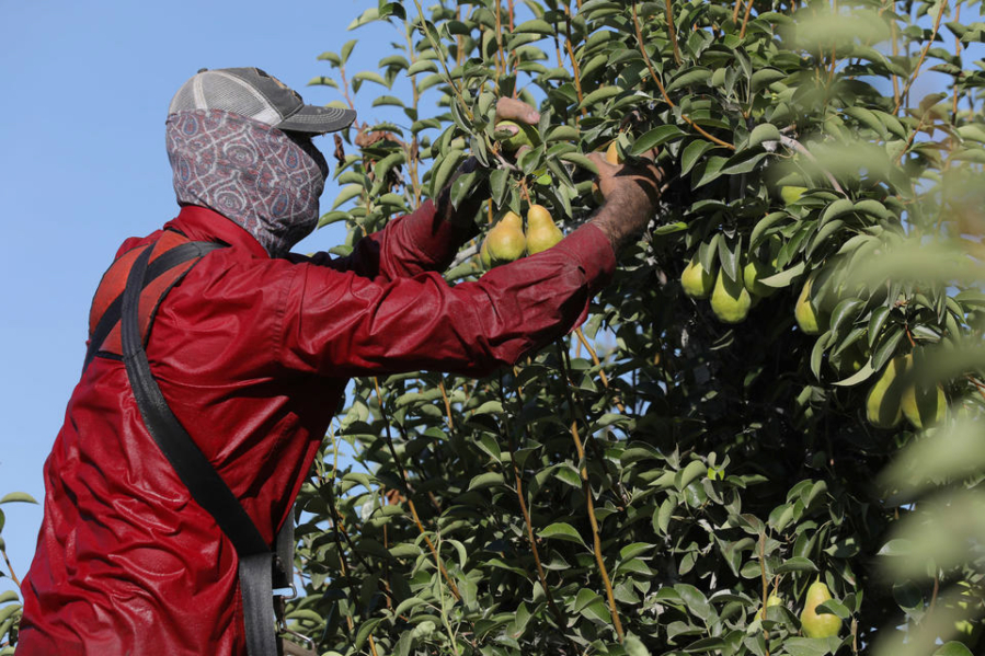 A farmworker picks pears at Rowe Farms outside of Yakima on a day when temperatures reached over 100 degrees, Aug. 16, 2023.