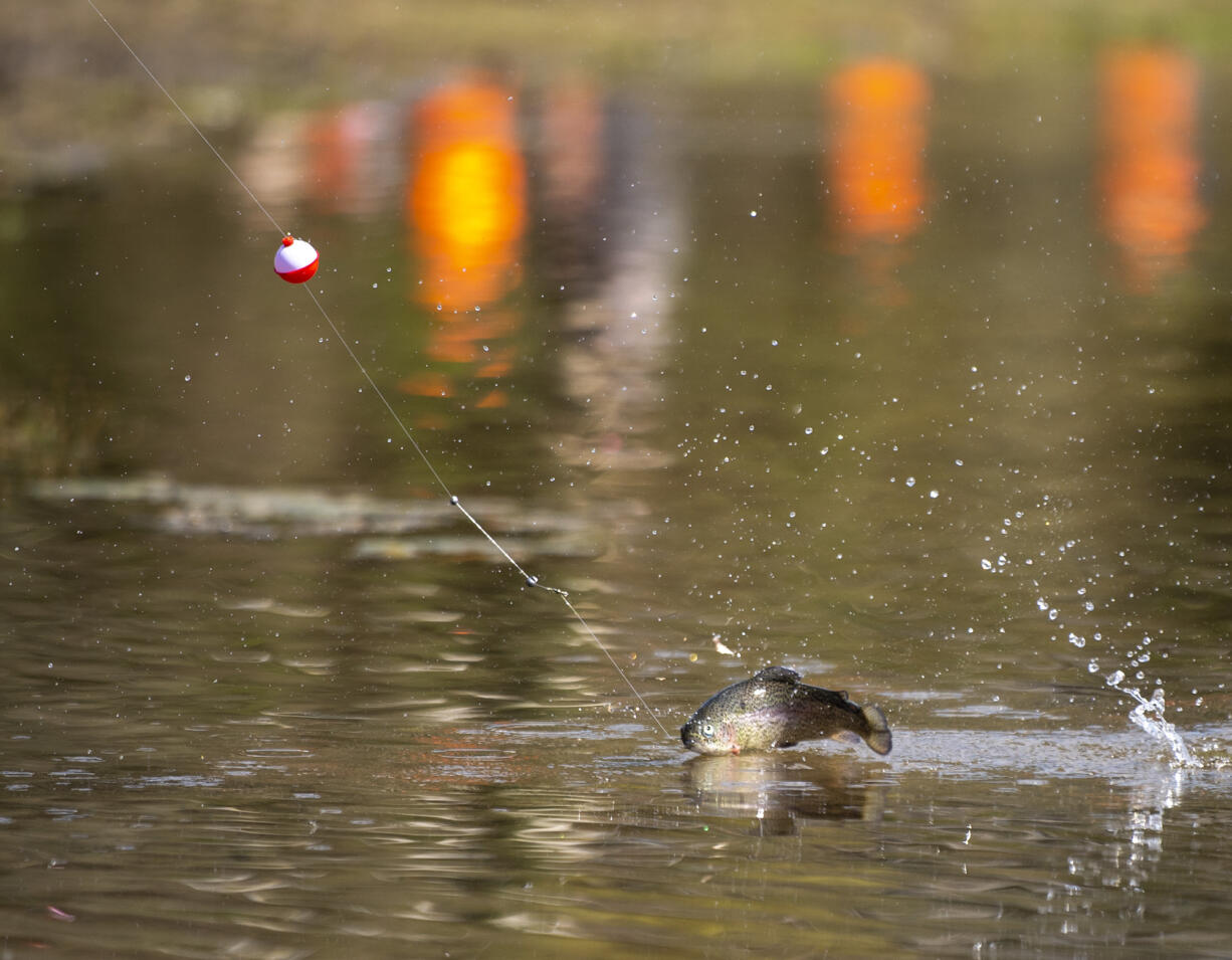 A rainbow trout hops out of the water as it is reeled in at Klineline Pond. The annual Washington trout derby kick-off coincides with the lowland lakes season opener.