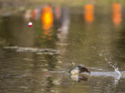 A rainbow trout hops out of the water as it is reeled in at Klineline Pond. The annual Washington trout derby kick-off coincides with the lowland lakes season opener.