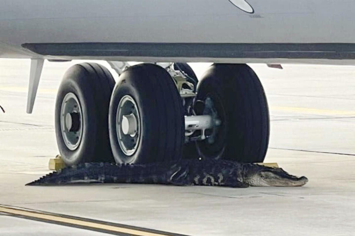 In this photo released by the MacDill Air Force Base, an alligator rests at the landing gear of a KC-135 aerial refueling aircraft on the runway of MacDill Air Force Base in Tampa, on Monday, April 22, 2024. Officers with the Florida Fish and Wildlife Conservation Commission responded and the alligator was moved and released in a nearby river.