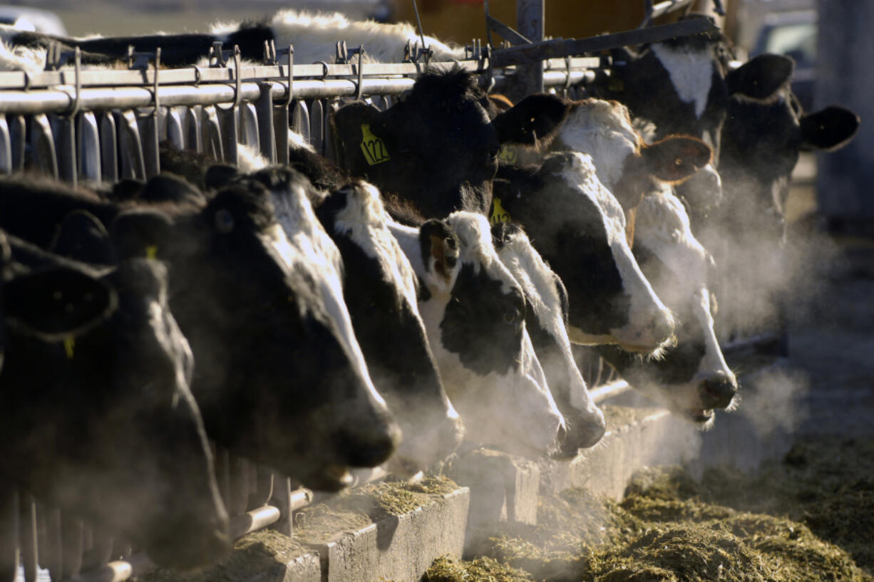 FILE - A line of Holstein dairy cows feed through a fence at a dairy farm in Idaho on March 11, 2009. As of April 11, 2024, a strain of the highly pathogenic avian influenza, or HPAI, that has killed millions of wild birds in recent years has been found in at least 24 dairy cow herds in eight U.S. states: Texas, Kansas, New Mexico, Ohio, Idaho, Michigan and North Carolina and South Dakota.