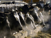 FILE - A line of Holstein dairy cows feed through a fence at a dairy farm in Idaho on March 11, 2009. As of April 11, 2024, a strain of the highly pathogenic avian influenza, or HPAI, that has killed millions of wild birds in recent years has been found in at least 24 dairy cow herds in eight U.S. states: Texas, Kansas, New Mexico, Ohio, Idaho, Michigan and North Carolina and South Dakota.