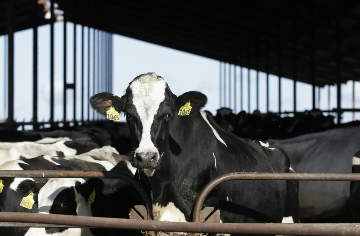 FILE - Cows are seen at a dairy in California, Nov. 23, 2016. The U.S. Food and Drug Administration said Tuesday, April 23, 2024, that samples of pasteurized milk had tested positive for remnants of the bird flu virus that has infected dairy cows.