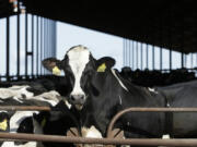 FILE - Cows are seen at a dairy in California, Nov. 23, 2016. The U.S. Food and Drug Administration said Tuesday, April 23, 2024, that samples of pasteurized milk had tested positive for remnants of the bird flu virus that has infected dairy cows.