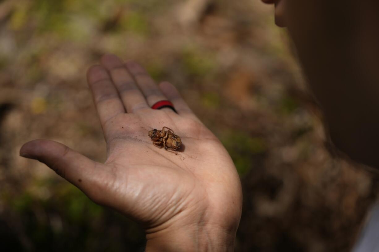 Georgia Institute of Technology biophysicist Saad Bhamla holds a periodical cicada nymph in his hand on the campus of Georgia Institute of Technology in Atlanta on Thursday, March 28, 2024. &ldquo;We&rsquo;ve got trillions of these amazing living organisms come out of the Earth, climb up on trees and it&rsquo;s just a unique experience, a sight to behold,&rdquo; Bhamla said.