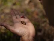 Georgia Institute of Technology biophysicist Saad Bhamla holds a periodical cicada nymph in his hand on the campus of Georgia Institute of Technology in Atlanta on Thursday, March 28, 2024. &ldquo;We&rsquo;ve got trillions of these amazing living organisms come out of the Earth, climb up on trees and it&rsquo;s just a unique experience, a sight to behold,&rdquo; Bhamla said.