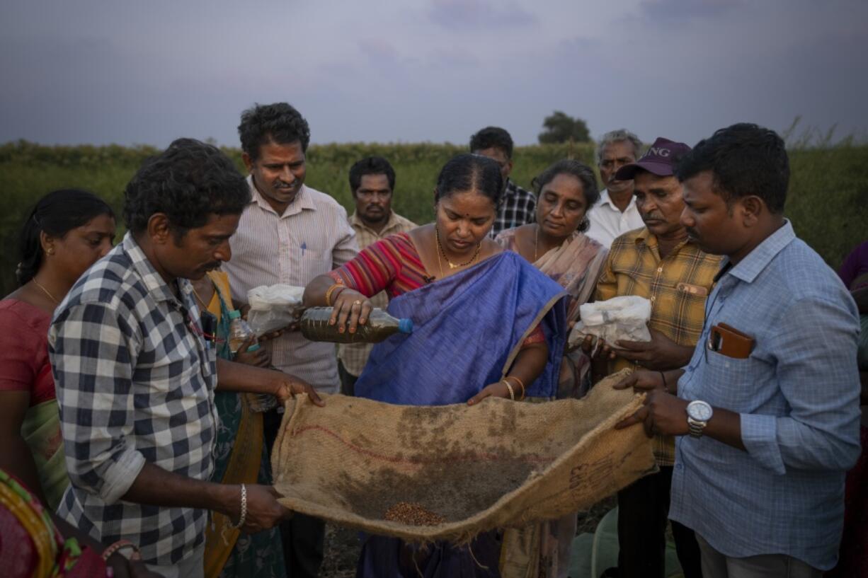 V Vanisaree, center, district project manager RySS, a regional government backed not-for-profit that promotes natural farming, demonstrates techniques of how to shield seeds with natural inoculants to the members of a group in Pamidipadu village, Bapatla district of southern India&#039;s Andhra Pradesh state, Sunday, Feb. 11, 2024.