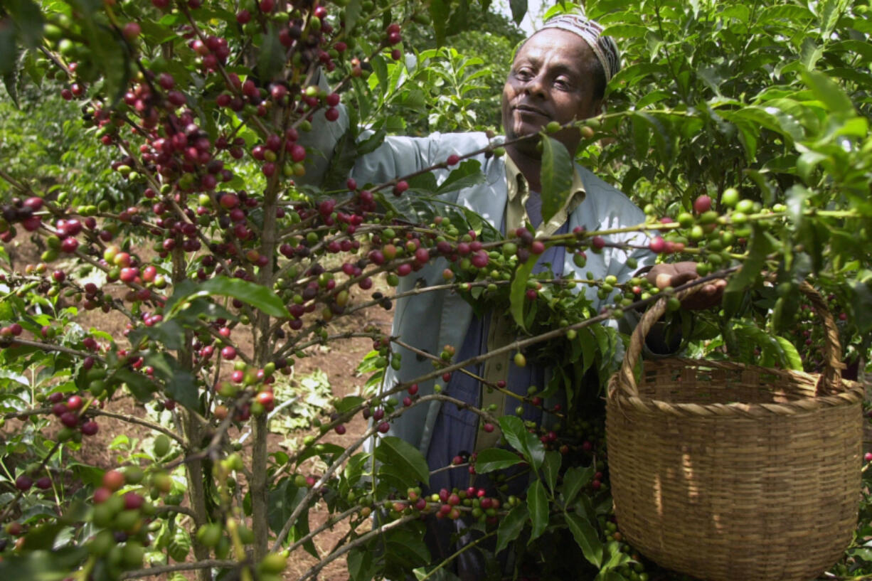 Mohammed Fita picks coffee beans on his farm Choche, near Jimma, 234 miles southwest of Addis Ababa, Ethiopia, on Sept. 21, 2002. Wild coffee plants originated in Ethiopia but are thought to have been primarily roasted and brewed in Yemen starting in the 1400s.