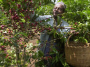 Mohammed Fita picks coffee beans on his farm Choche, near Jimma, 234 miles southwest of Addis Ababa, Ethiopia, on Sept. 21, 2002. Wild coffee plants originated in Ethiopia but are thought to have been primarily roasted and brewed in Yemen starting in the 1400s.