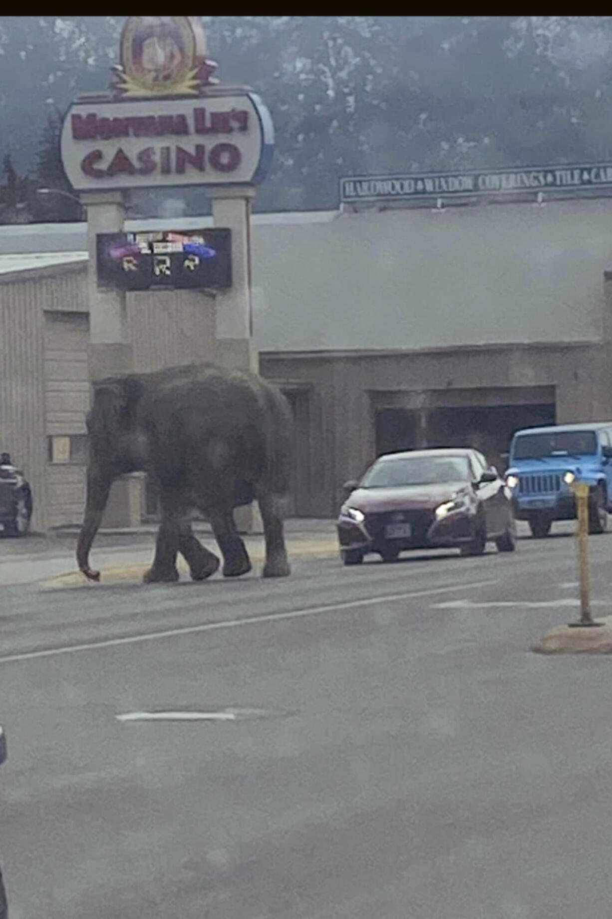 This image provided by Matayah Utrayle-Shaylene Smith shows an escaped elephant crossing the road in Butte, Mont., on Tuesday, April 17, 2024.  The sound of a vehicle backfiring spooked a circus elephant while she was getting a pre-show bath leading the pachyderm to break through a fence and take a brief walk, stopping noontime traffic on the city&rsquo;s busiest street before before being loaded back into a trailer.