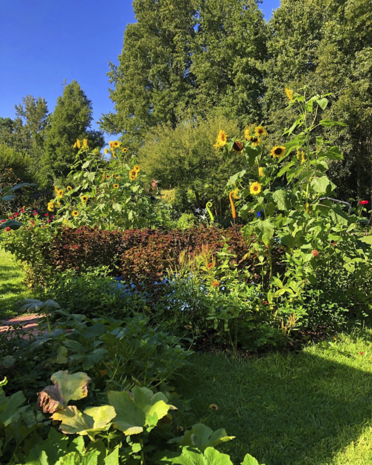 This undated image provided by Brie Arthur shows zucchini and a groundcover of peanuts sharing garden space with ornamental plants like coleus, sunflowers and butterfly weed in Fuquay-Varina, North Carolina.