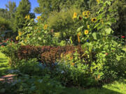 This undated image provided by Brie Arthur shows zucchini and a groundcover of peanuts sharing garden space with ornamental plants like coleus, sunflowers and butterfly weed in Fuquay-Varina, North Carolina.