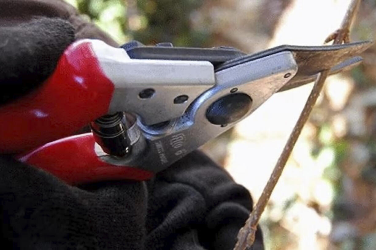 This 2016 image provided by Justine Damiano shows a small shrub branch being pruned in a garden in Long Island, New York.