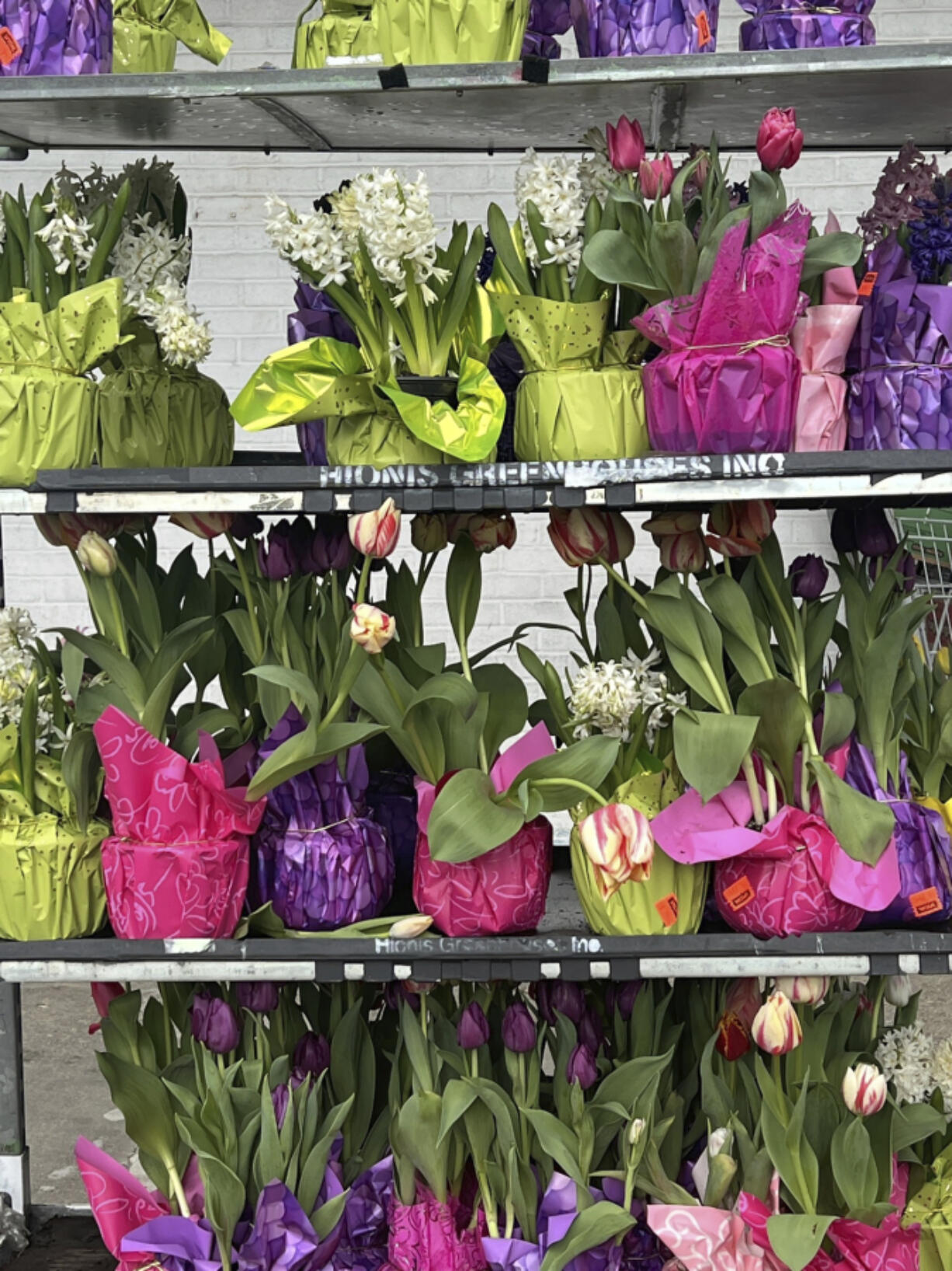 Tulips and hyacinth gift plants in Old Brookville, NY.