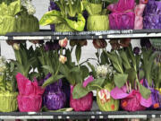 Tulips and hyacinth gift plants in Old Brookville, NY.