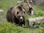 FILE - A grizzly bear roams an exhibit at the Woodland Park Zoo on May 26, 2020, in Seattle. The federal government plans to restore grizzly bears to an area of northwest and north-central Washington. Plans announced this week by the National Park Service and U.S. Fish and Wildlife Service call for the release of three to seven bears a year for five to 10 years to achieve an initial population of 25.