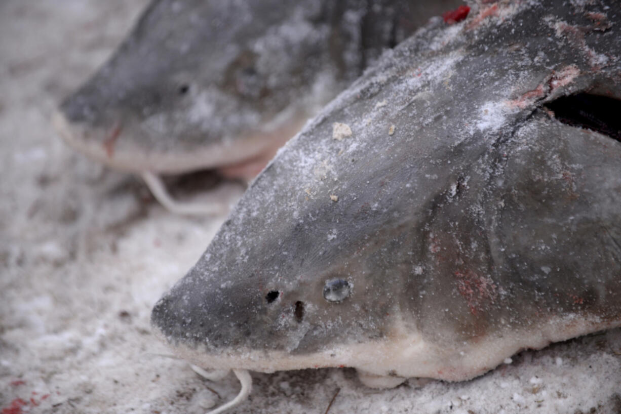 FILE - Two lake sturgeons are set to be weighed near Black Lake in Cheboygan County, Mich., Feb. 4, 2017. Lake sturgeon don&rsquo;t need Endangered Species Act protections, federal wildlife officials announced Monday, April 22, 2024, saying that stocking programs have helped the prehistoric fish return to areas where they had vanished.