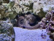 Terrance, the pet octopus of Cal Clifford, at home in Edmond, Okla.