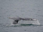 FILE - A gray whale dives near Whidbey Island as seen from a Pacific Whale Watch Association vessel, May 4, 2022, in Washington state. Federal researchers indicate the gray whale population along the West Coast is showing signs of recovery five years after hundreds washed up dead on West Coast beaches, from Alaska to Mexico. (AP Photo/Ted S.