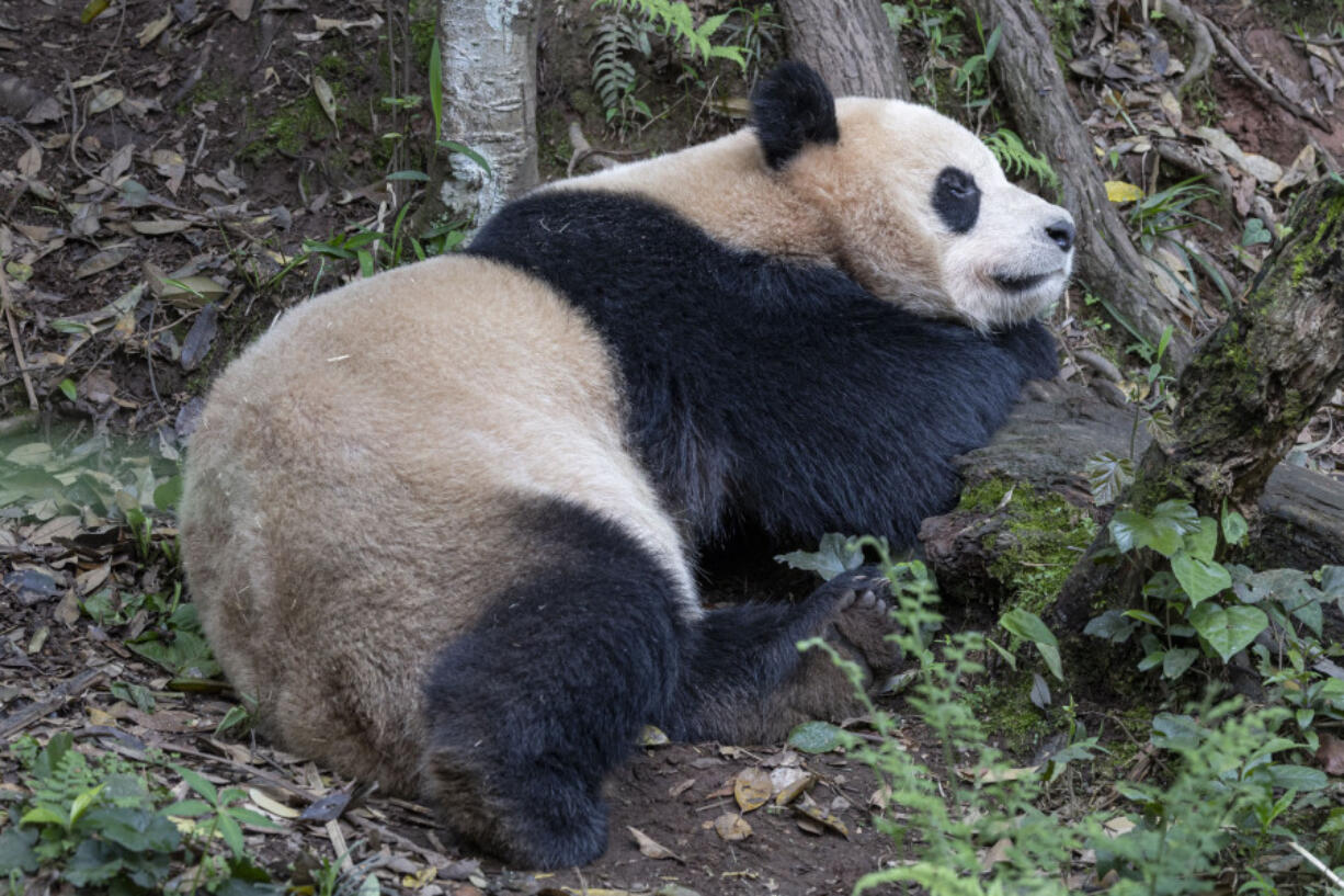 This photo released by the San Diego Zoo shows giant panda Yun Chuan on Thursday, April 25, 2024, in the Sichuan province of China. A pair of giant pandas will soon make the journey from China to the U.S., where they will be cared for at the San Diego Zoo as part of an ongoing conservation partnership between the two nations, officials said Monday, April 29.